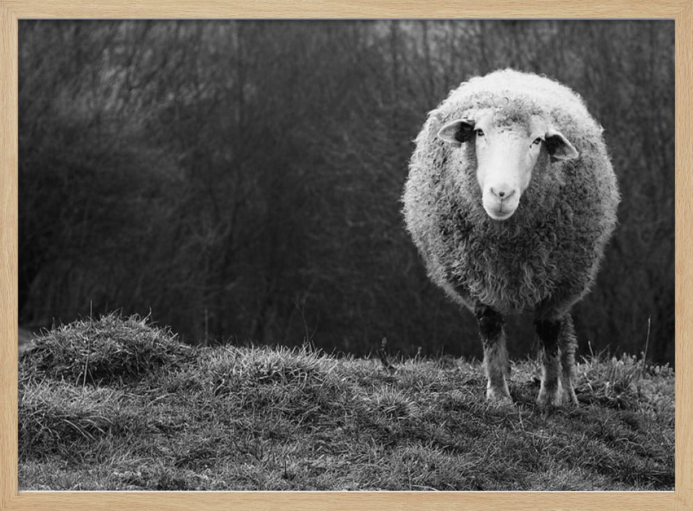 Wundernde Schafe | Poster - Kunstdruck