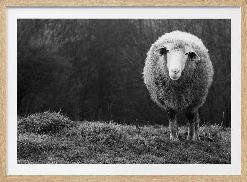 Wundernde Schafe | Poster - Kunstdruck
