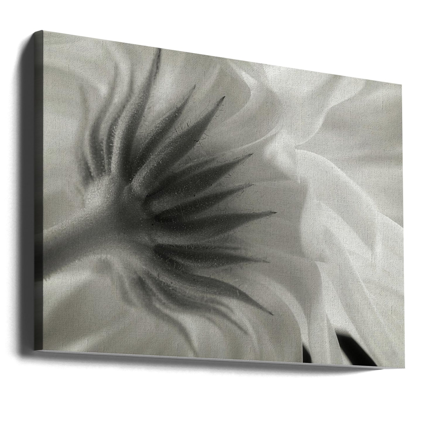 Calendula | Canvas