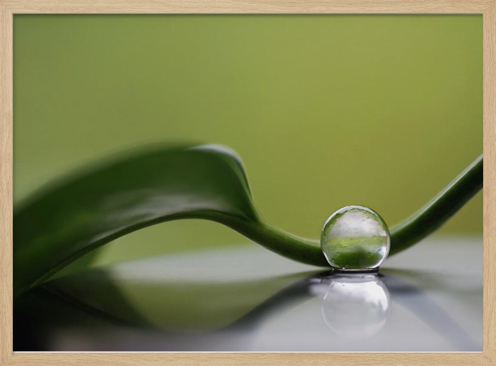 Grüne Harmonie | Poster - Kunstdruck