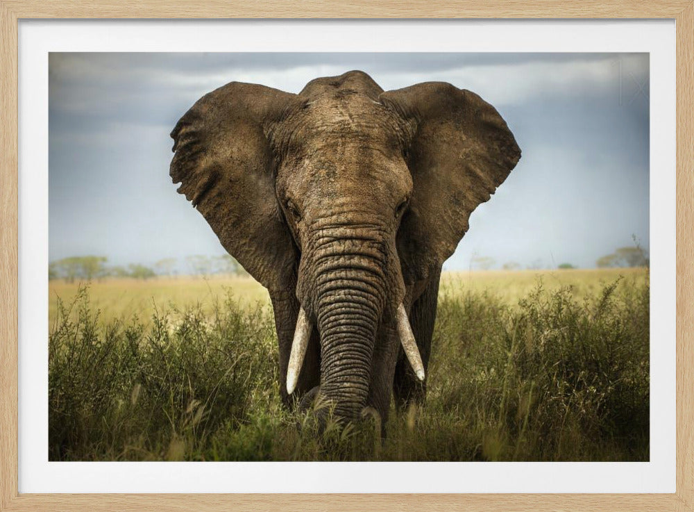 Encuentros en el Serengeti | Posters  - Impresiones de Arte