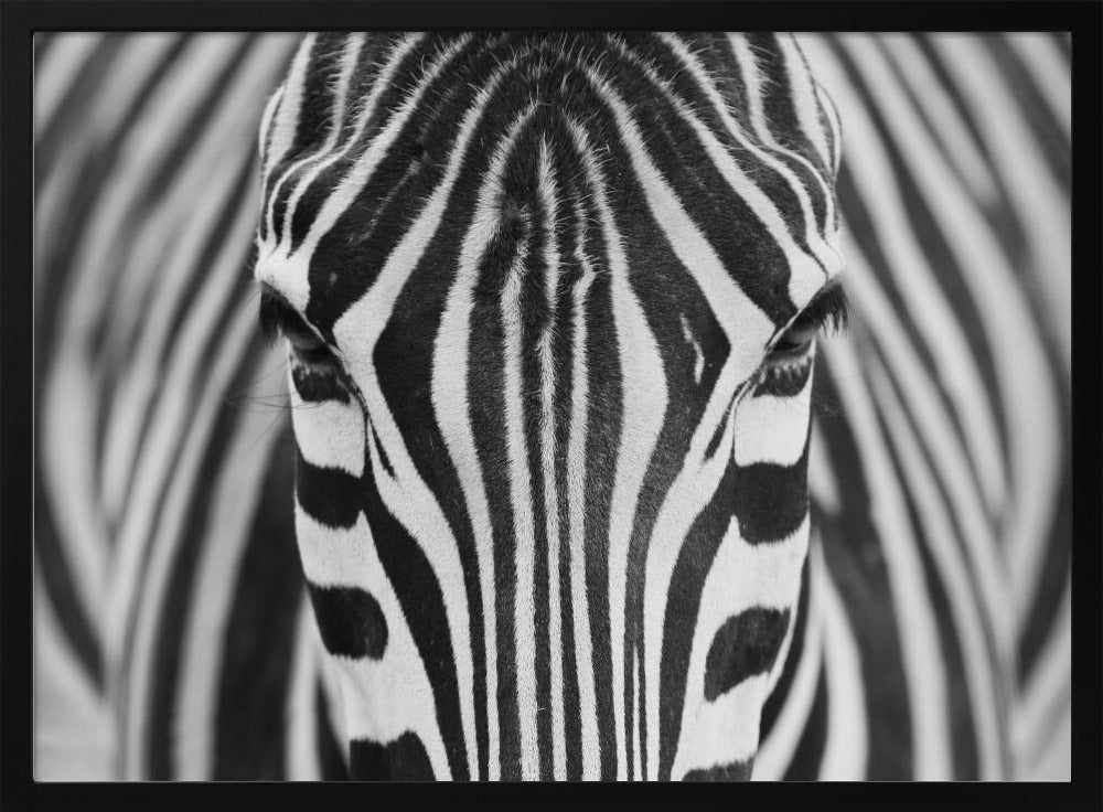 Zebra | Poster - Kunstdruck