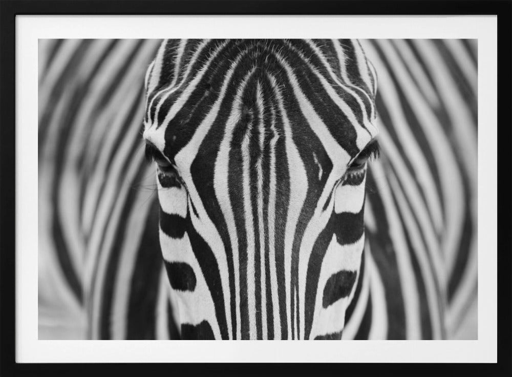 Zebra | Poster - Kunstdruck