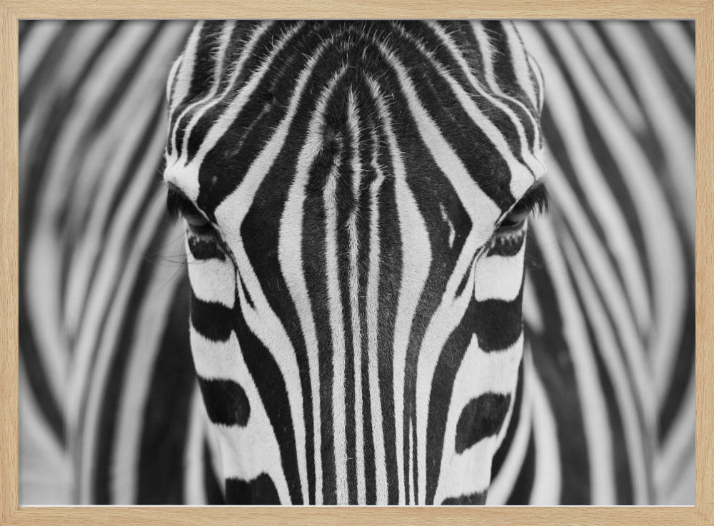 Zebra | Poster - Kunstdruck