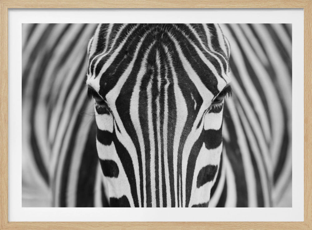 Zebra | Poster - Kunstdruck