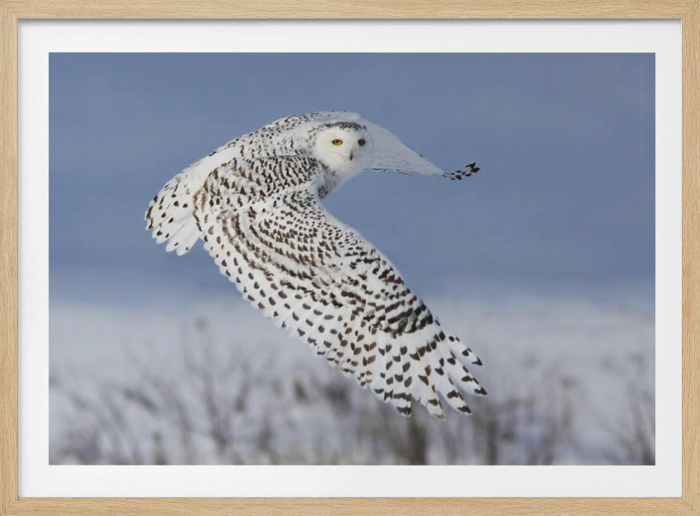 Schneeeule | Poster - Kunstdruck
