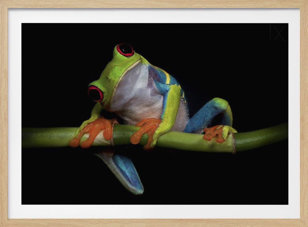 Nysgerrighed | Plakater - Kunsttryk