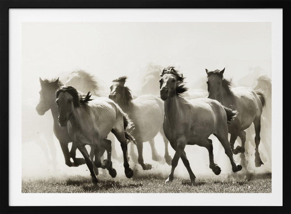 Cavallo | Poster - Stampe d’Arte