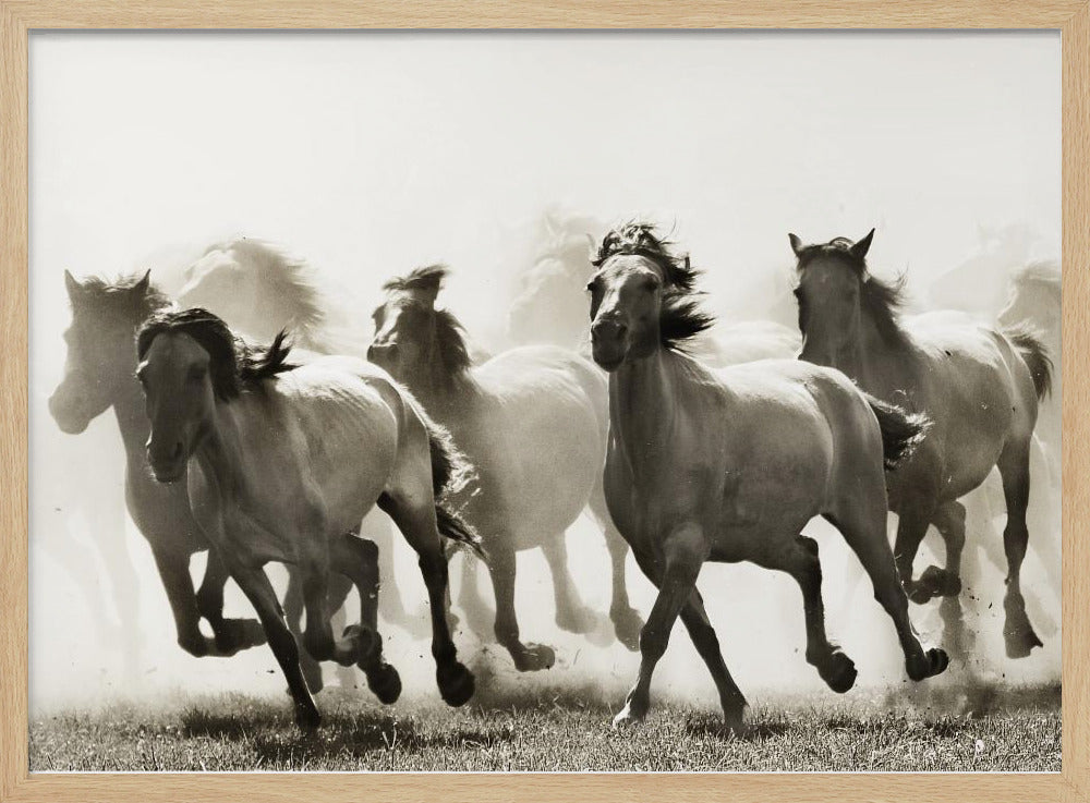 Cavallo | Poster - Stampe d’Arte