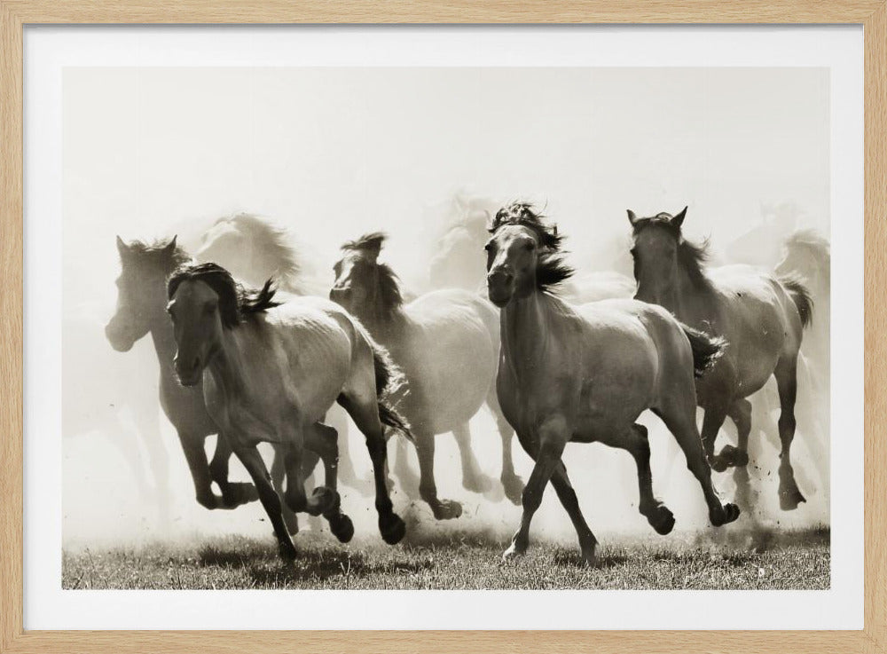 Cavallo | Poster - Stampe d’Arte