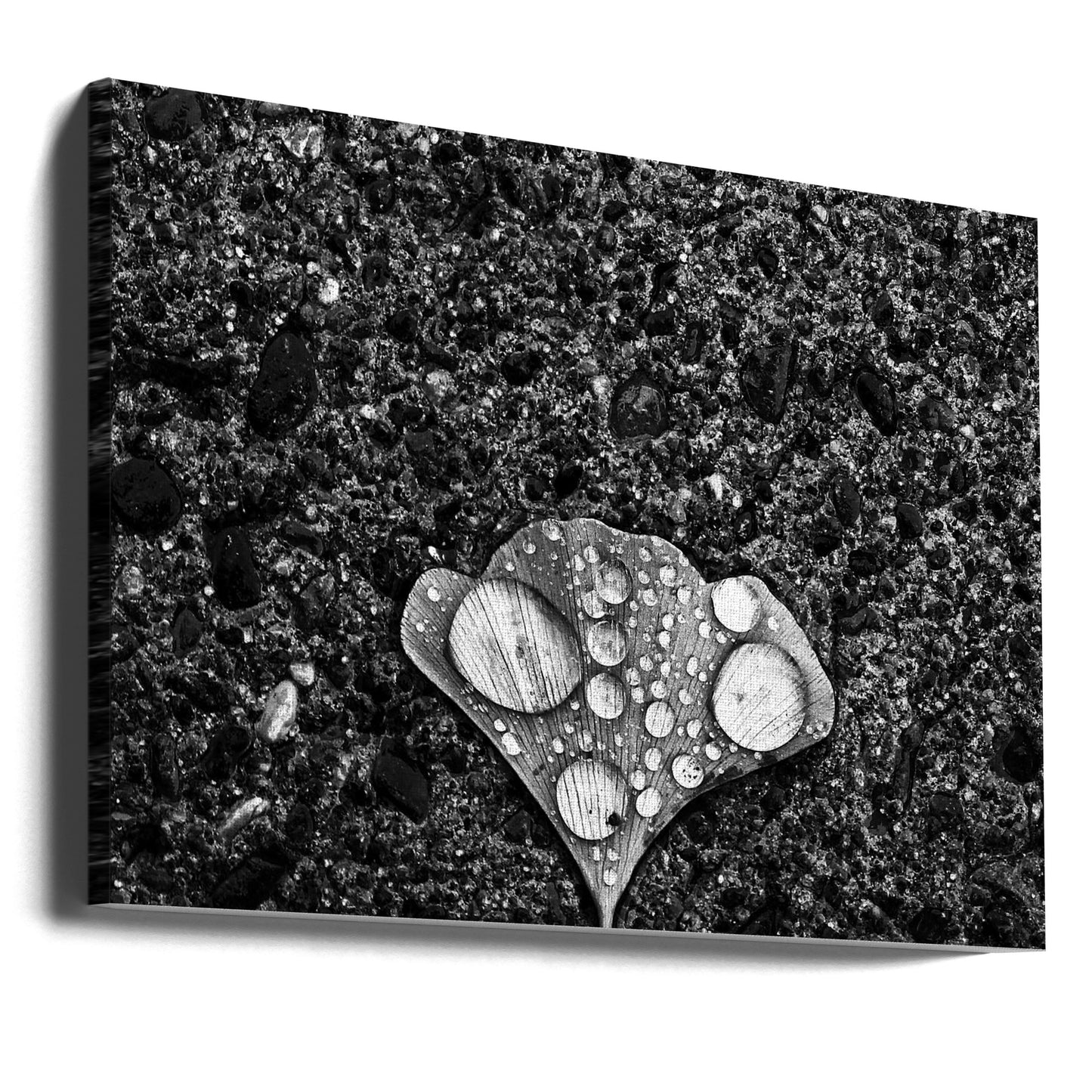 Dew | Canvas