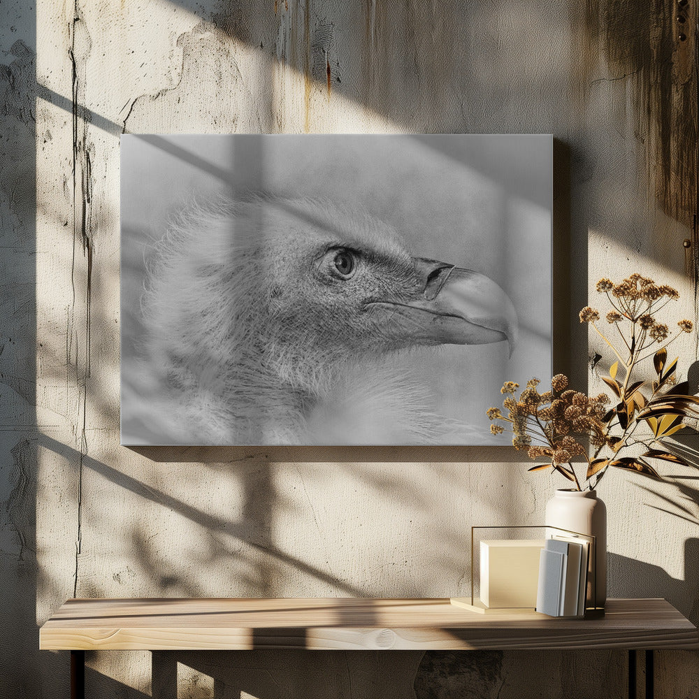 Vithövdad örn | Canvas