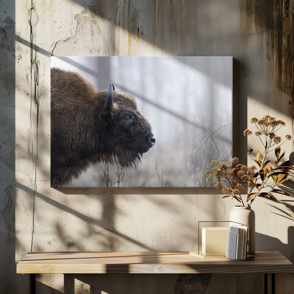 Profilo di Bison | Stampe su Tela