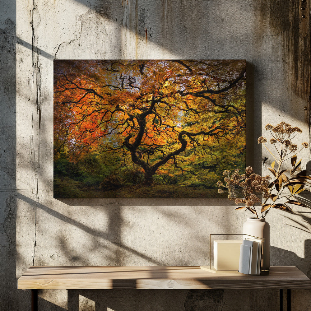 Der Ahornbaum | Leinwand-Bilder