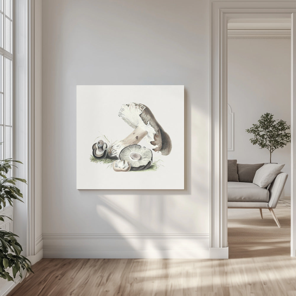 Vintage Agaricus Augustus svamp | Canvas
