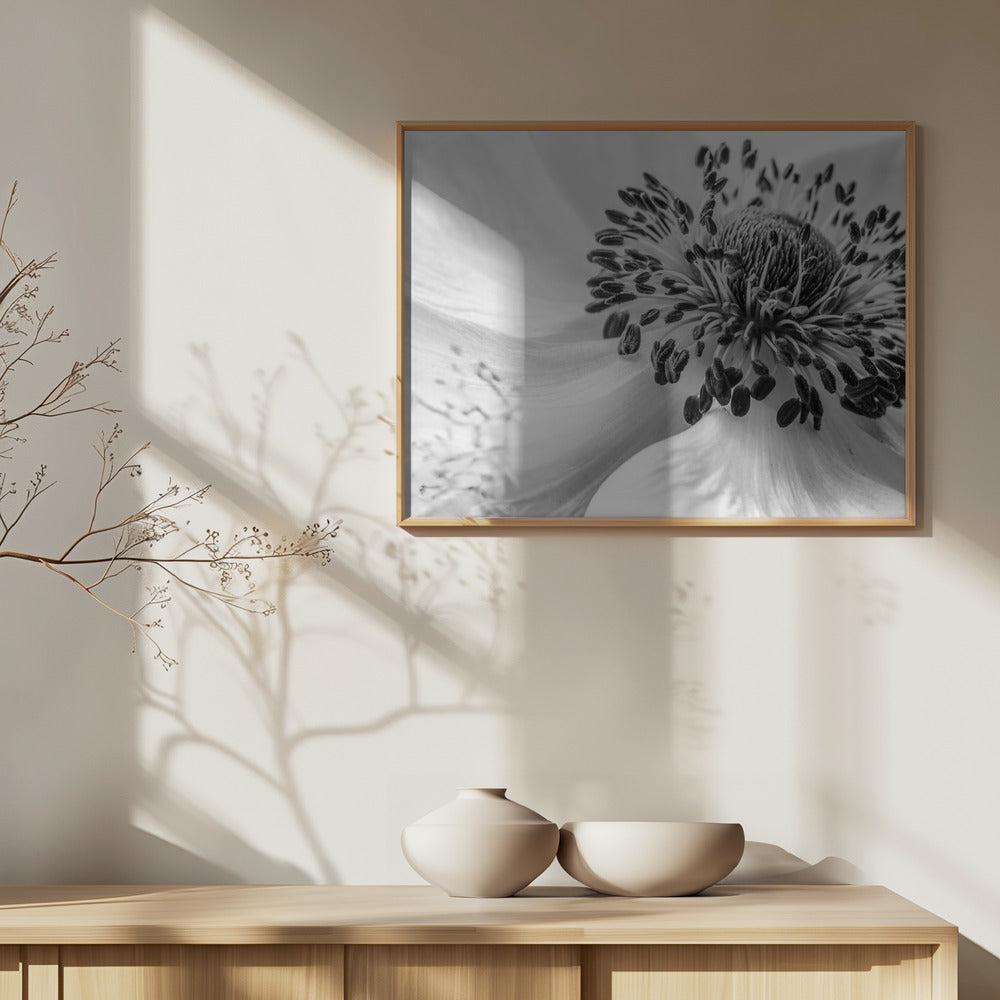 Anemone | Plakater - Kunsttryk