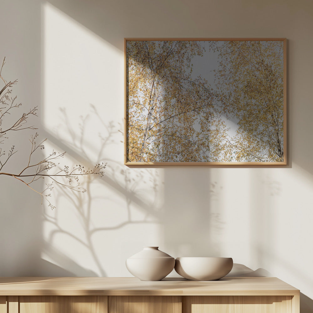 Birch Trees | Poster