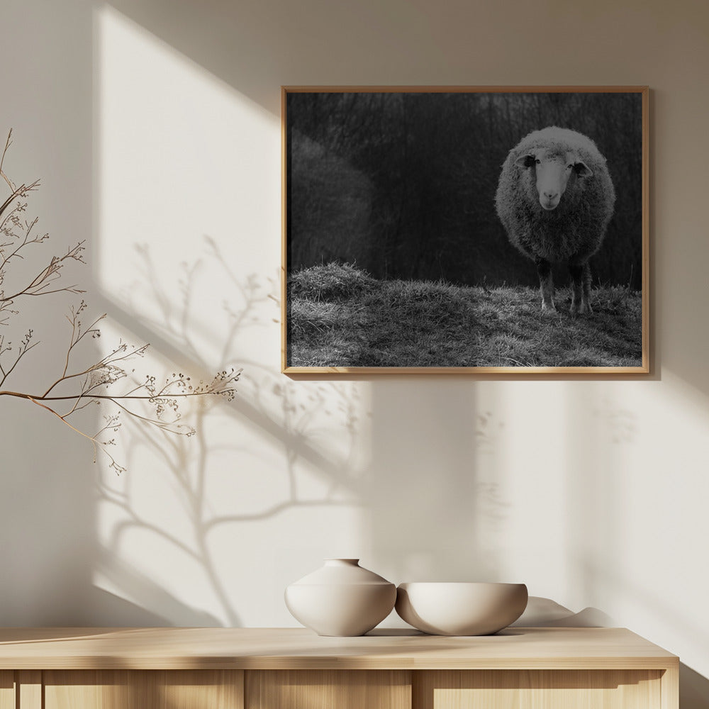 Wundernde Schafe | Poster - Kunstdruck