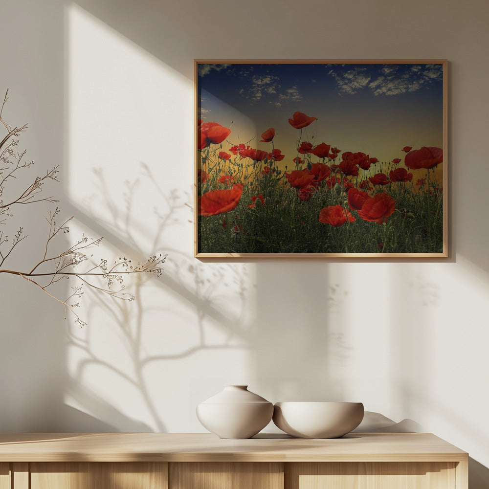 Valmuer | Plakater - Kunsttryk