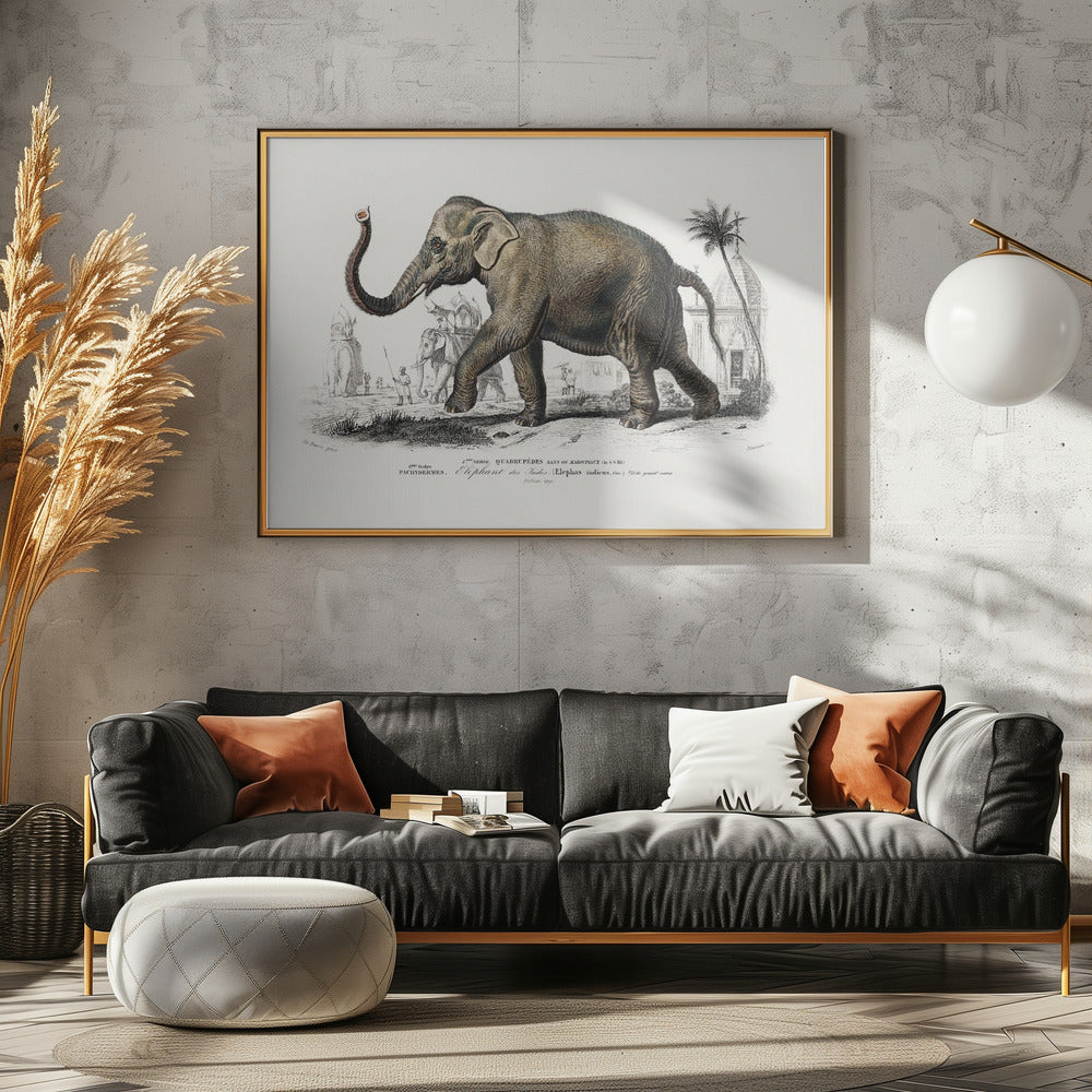 Asiatic Elephant | Poster