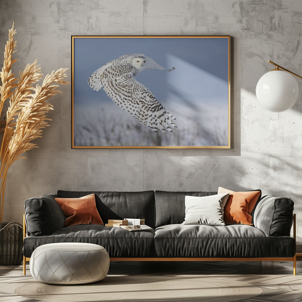 Schneeeule | Poster - Kunstdruck