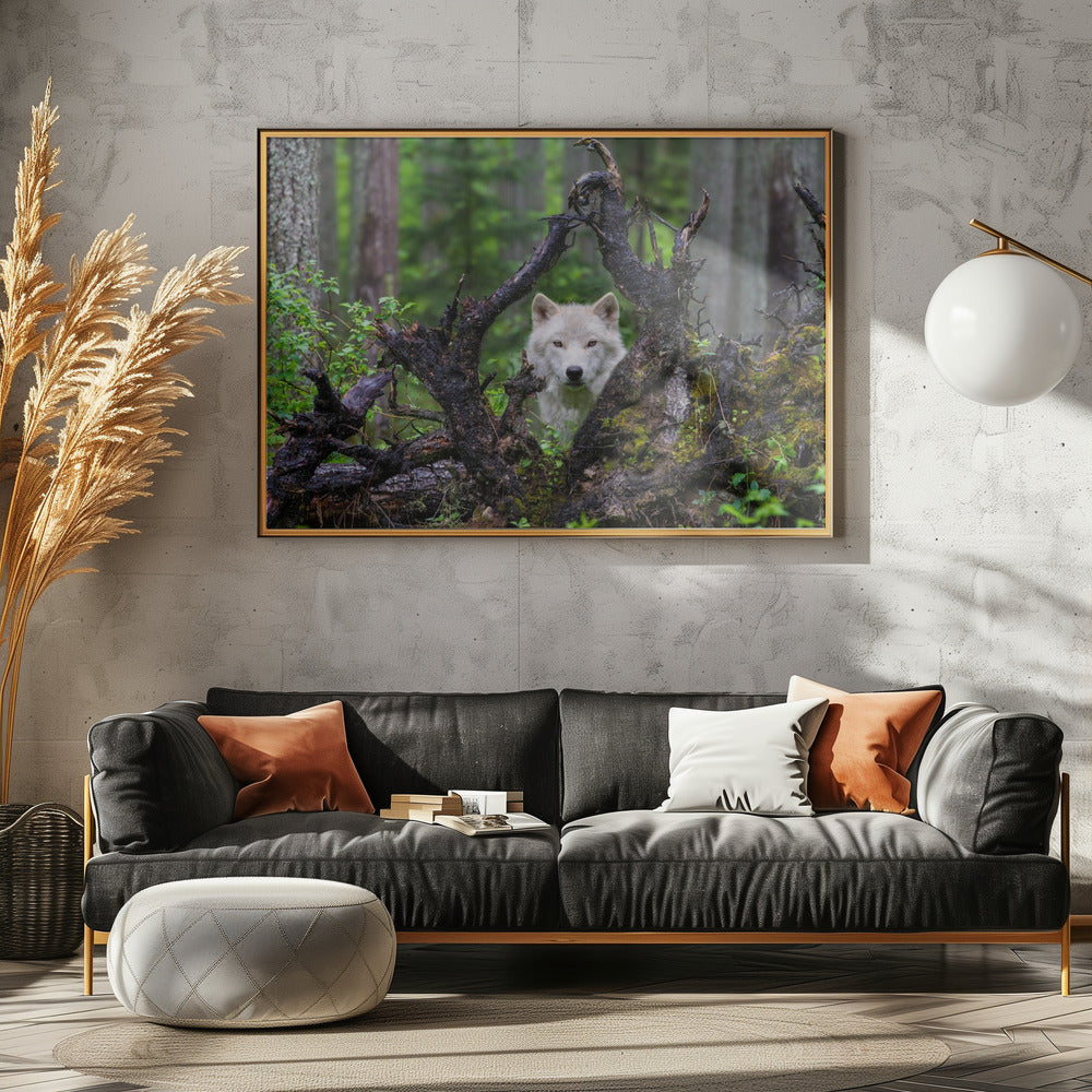 Lupo | Poster - Stampe d’Arte