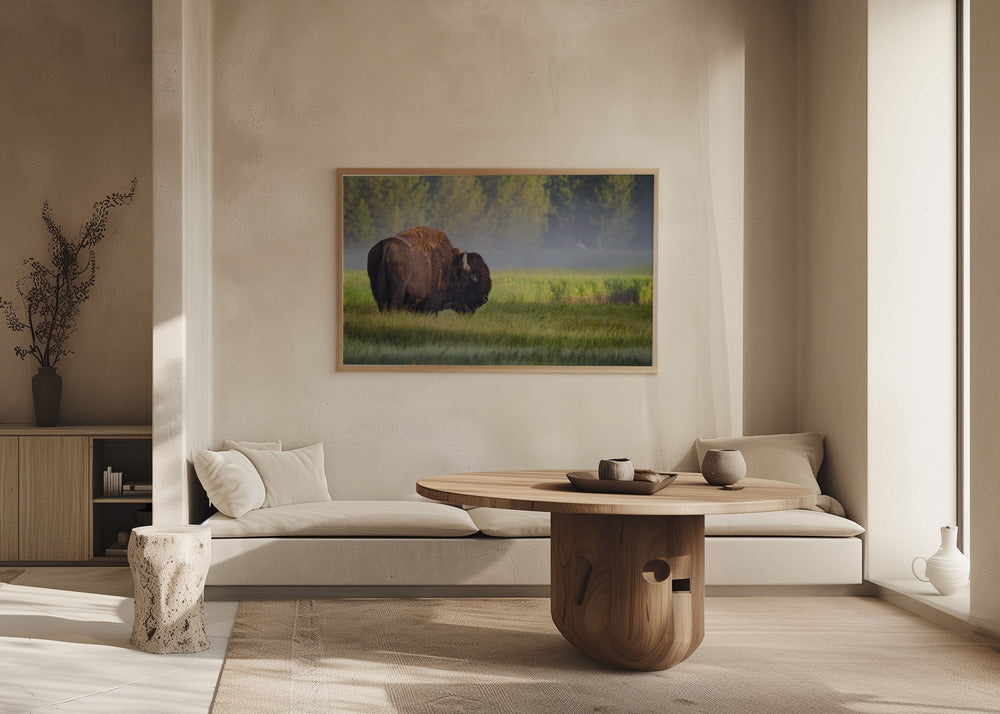Bisonte alla luce del mattino | Poster - Stampe d’Arte
