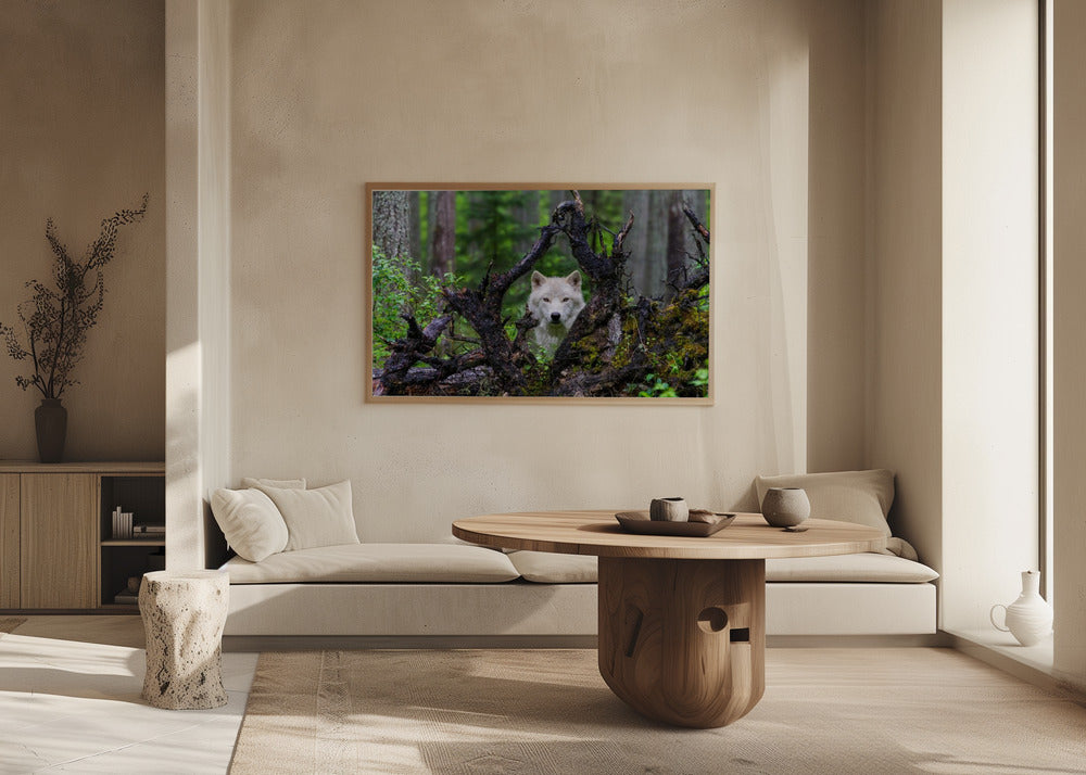 Lupo | Poster - Stampe d’Arte