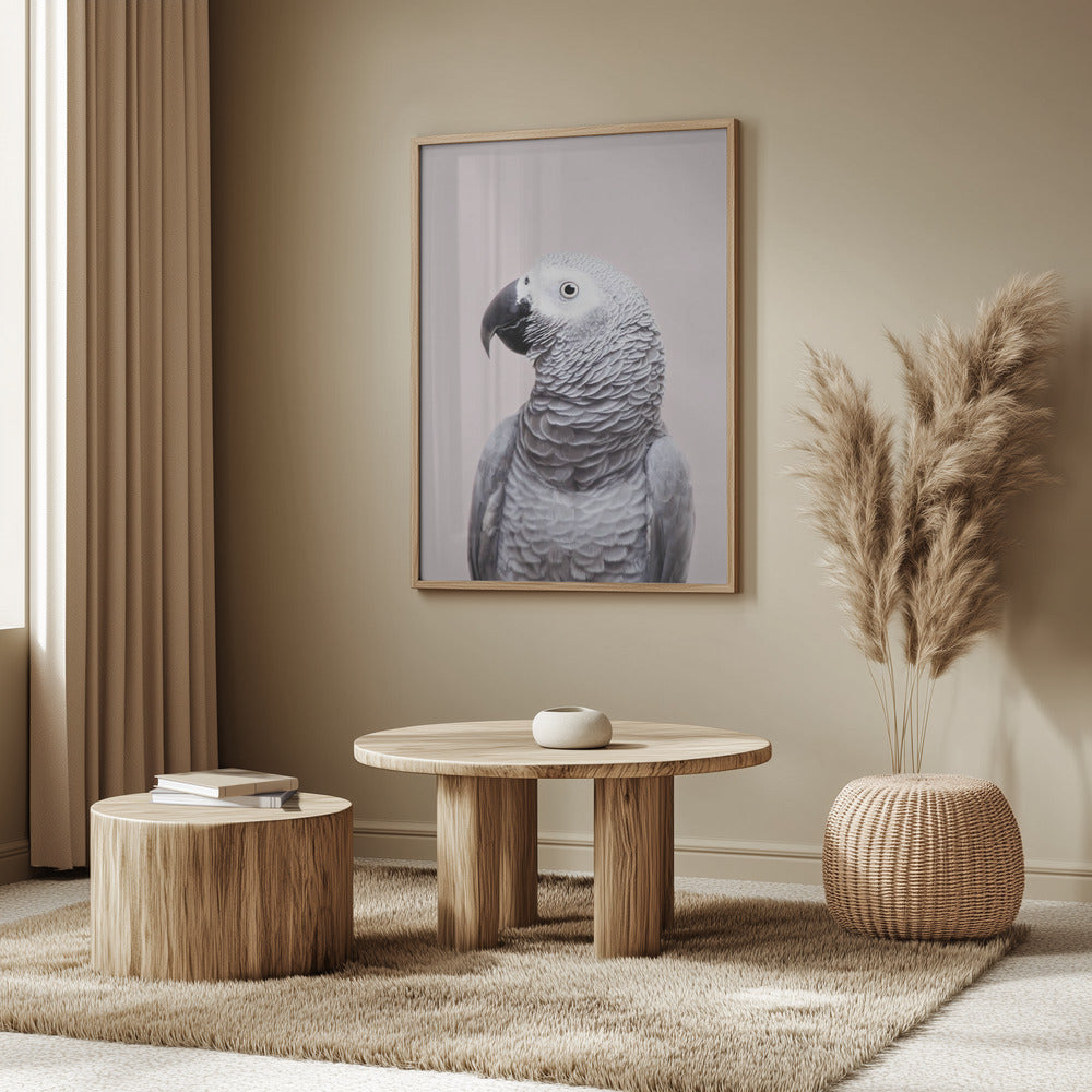 Afrikansk grå | Poster