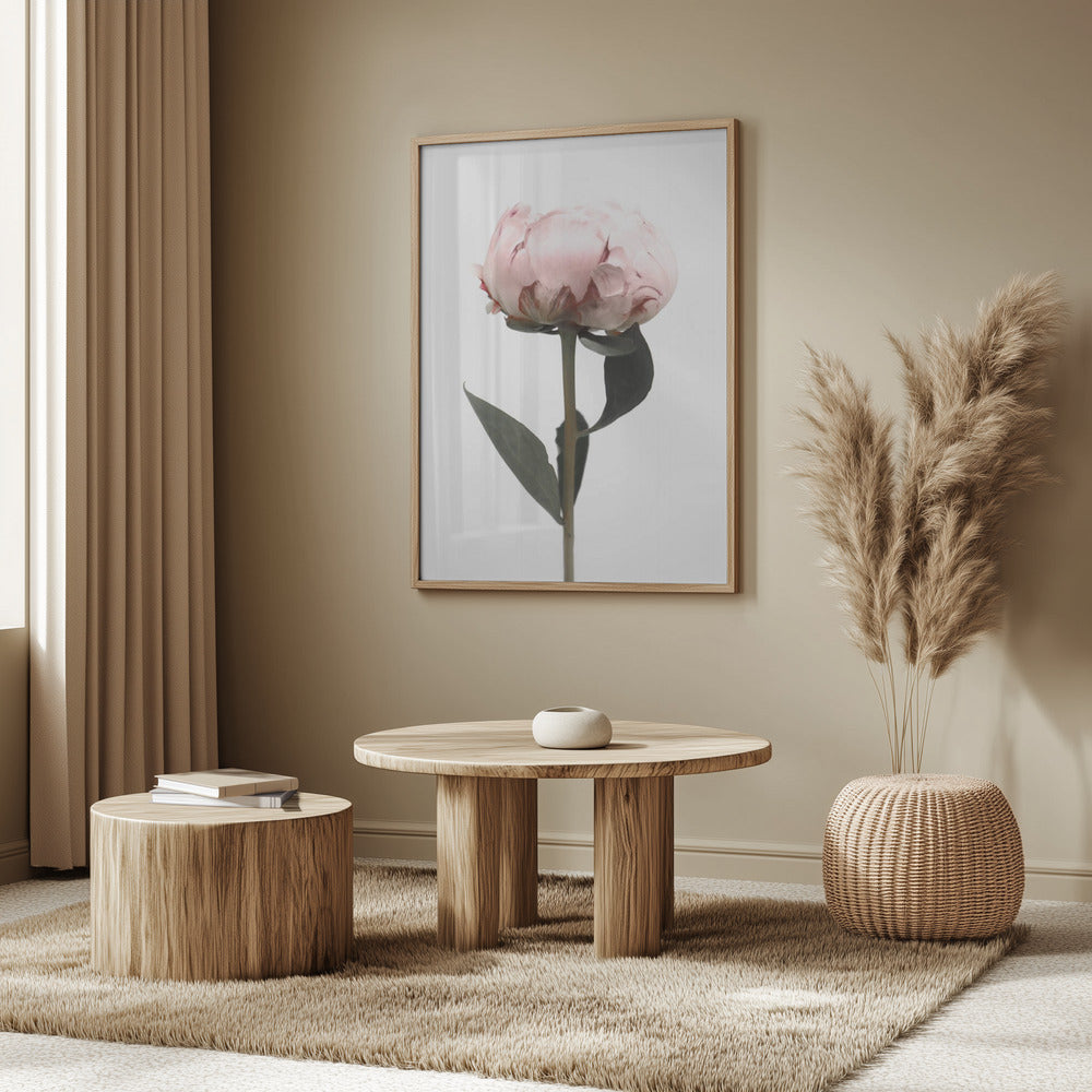 Blush peony II | Poster