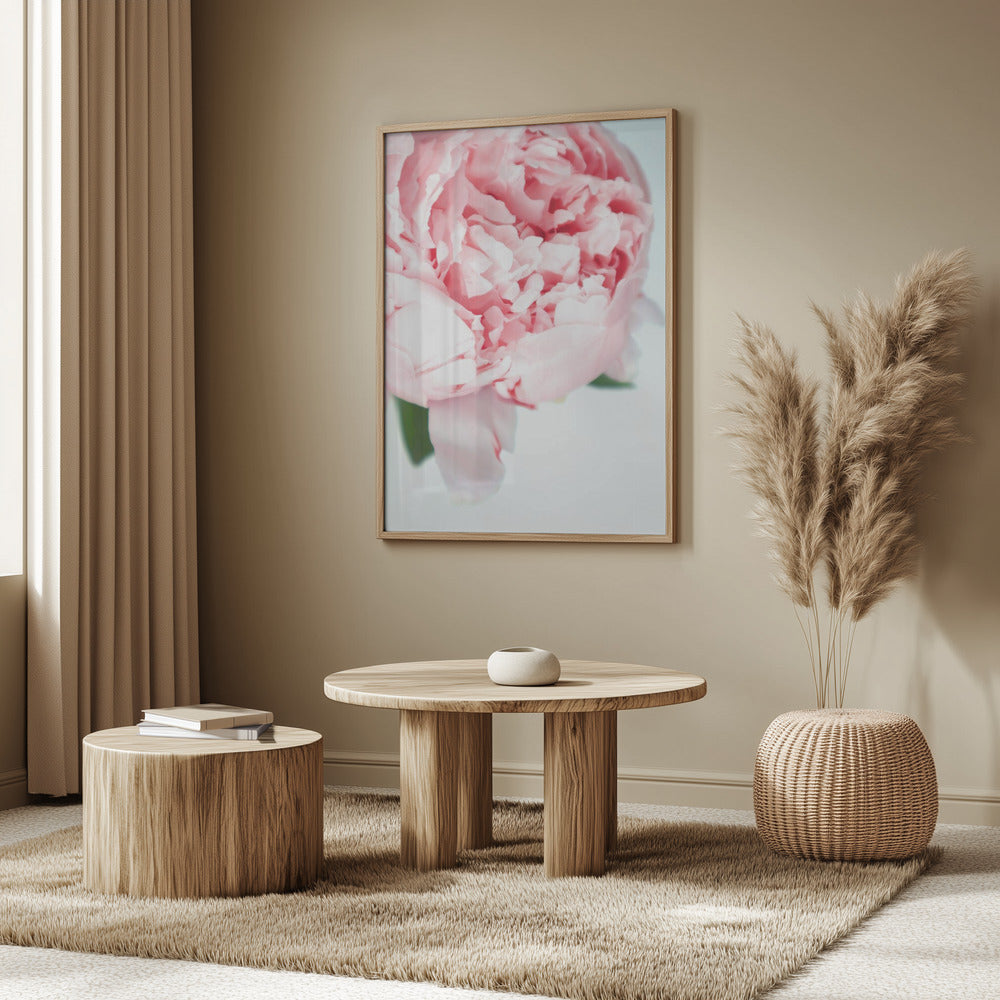 Blush peony VII | Poster