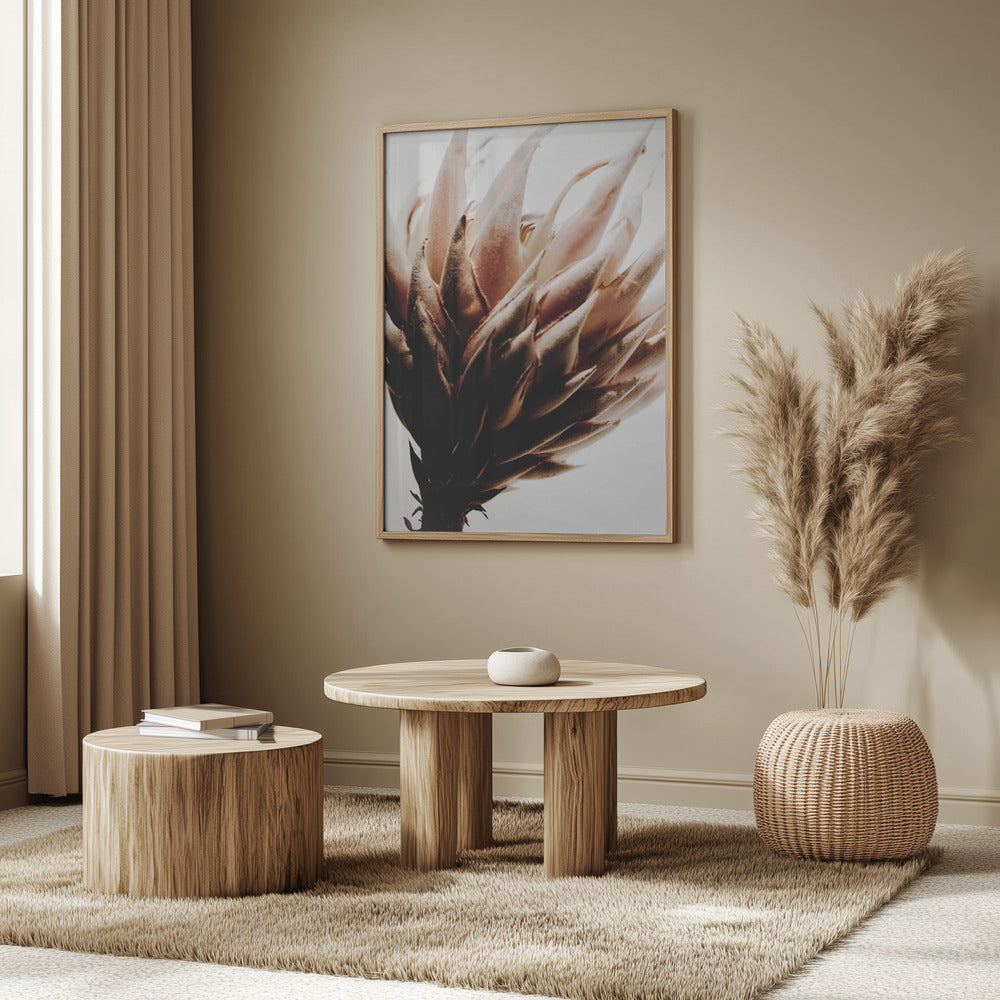 Protea | Poster