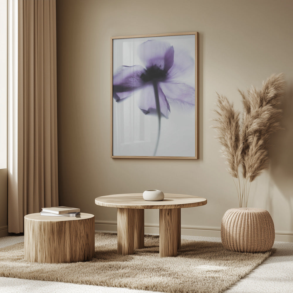 Purple Poppy | Poster