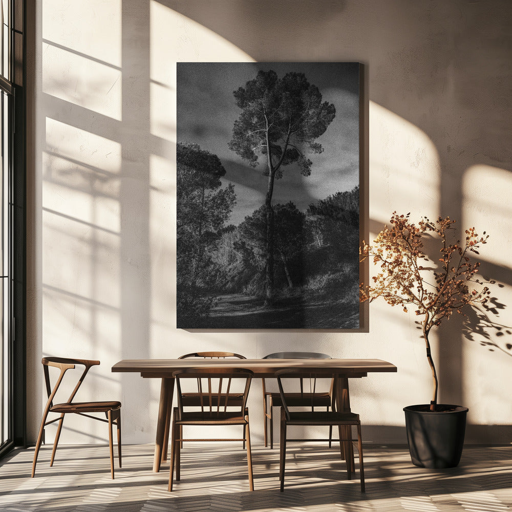 alberi | Stampe su Tela