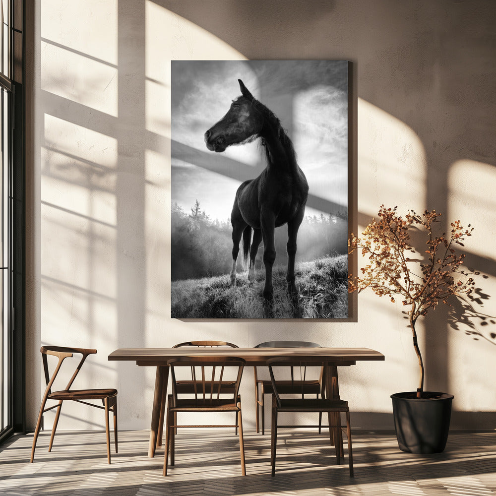 Cavallo retroilluminato | Stampe su Tela