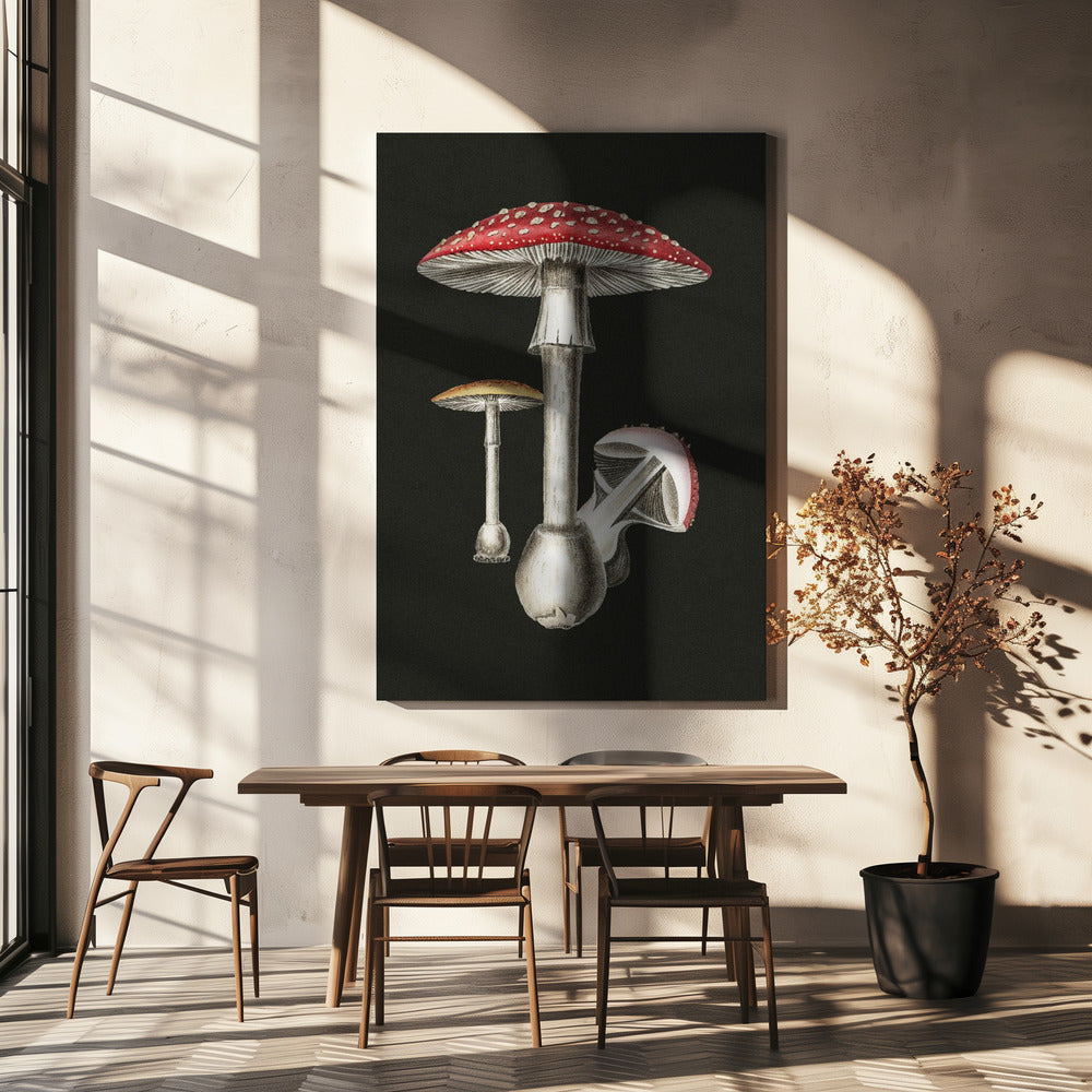 Amanita Muscaria mörk bakgrund | Canvas