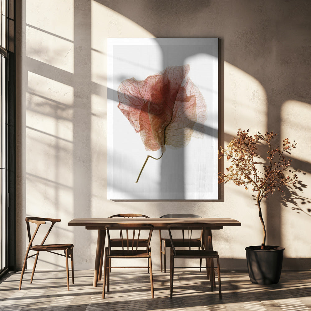 Bougainvillea Study No4 | Canvas