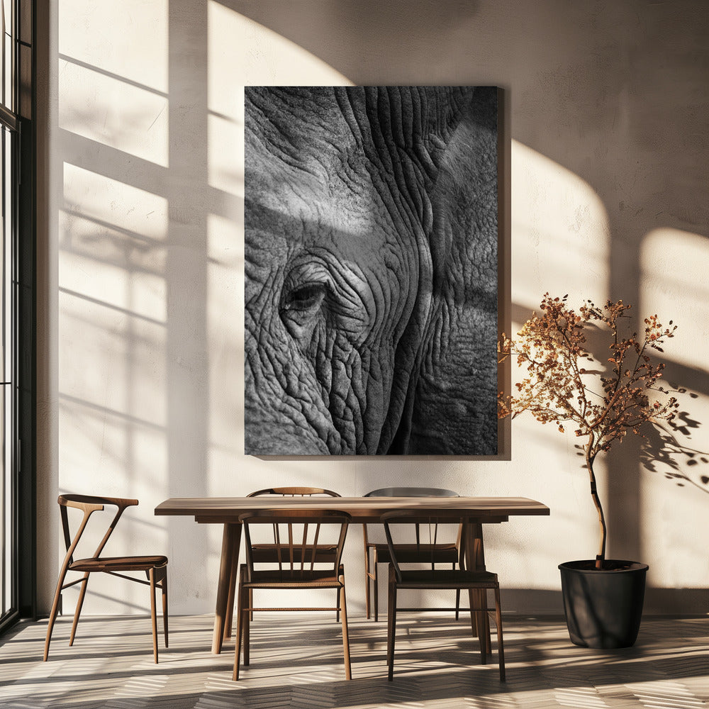 Elephant Study | Canvas