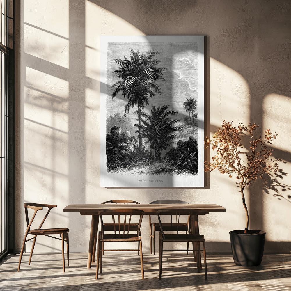 Dibujo de palmera vintage V | Impresiones en Lienzo