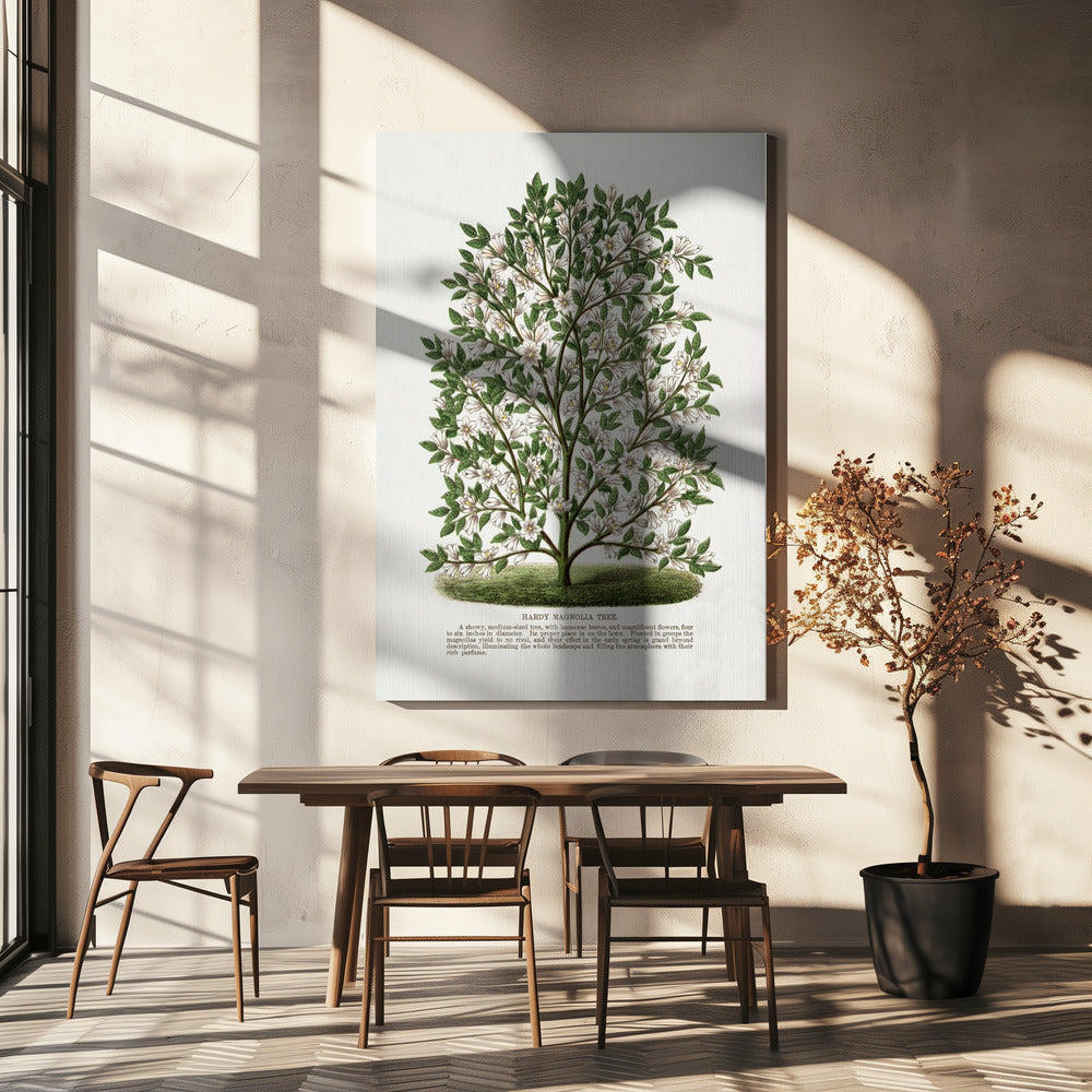 Lithografie des winterharten Magnolienbaums | Leinwand-Bilder