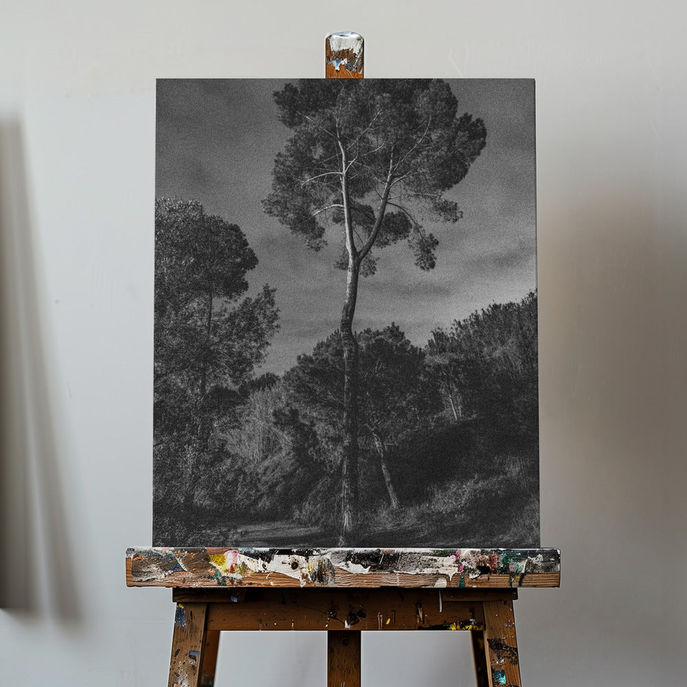 alberi | Stampe su Tela