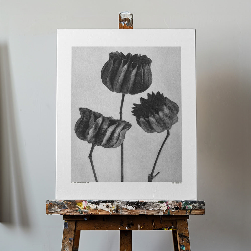 Abutilon (Lime Mallow | Canvas
