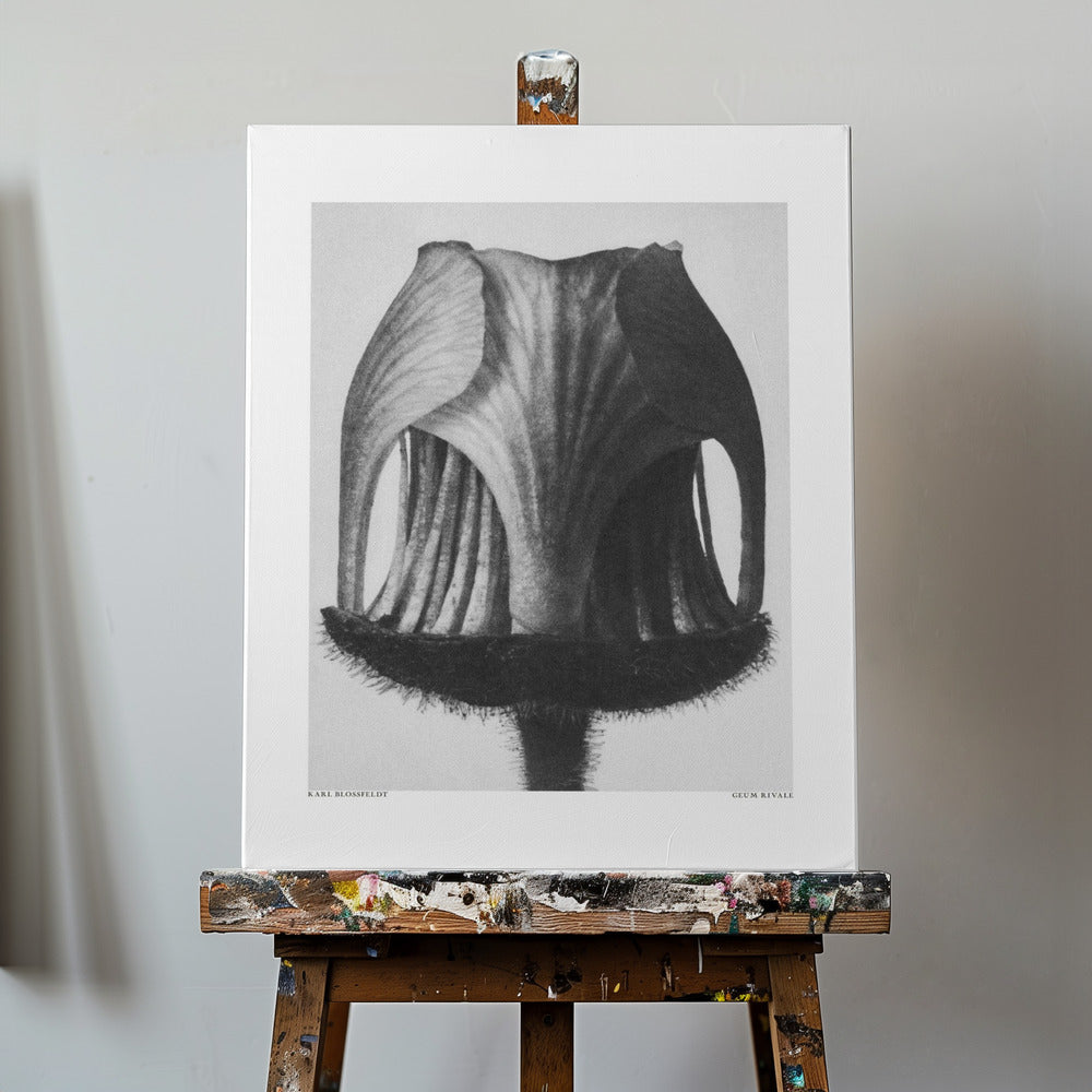 Geum Rivale | Canvas