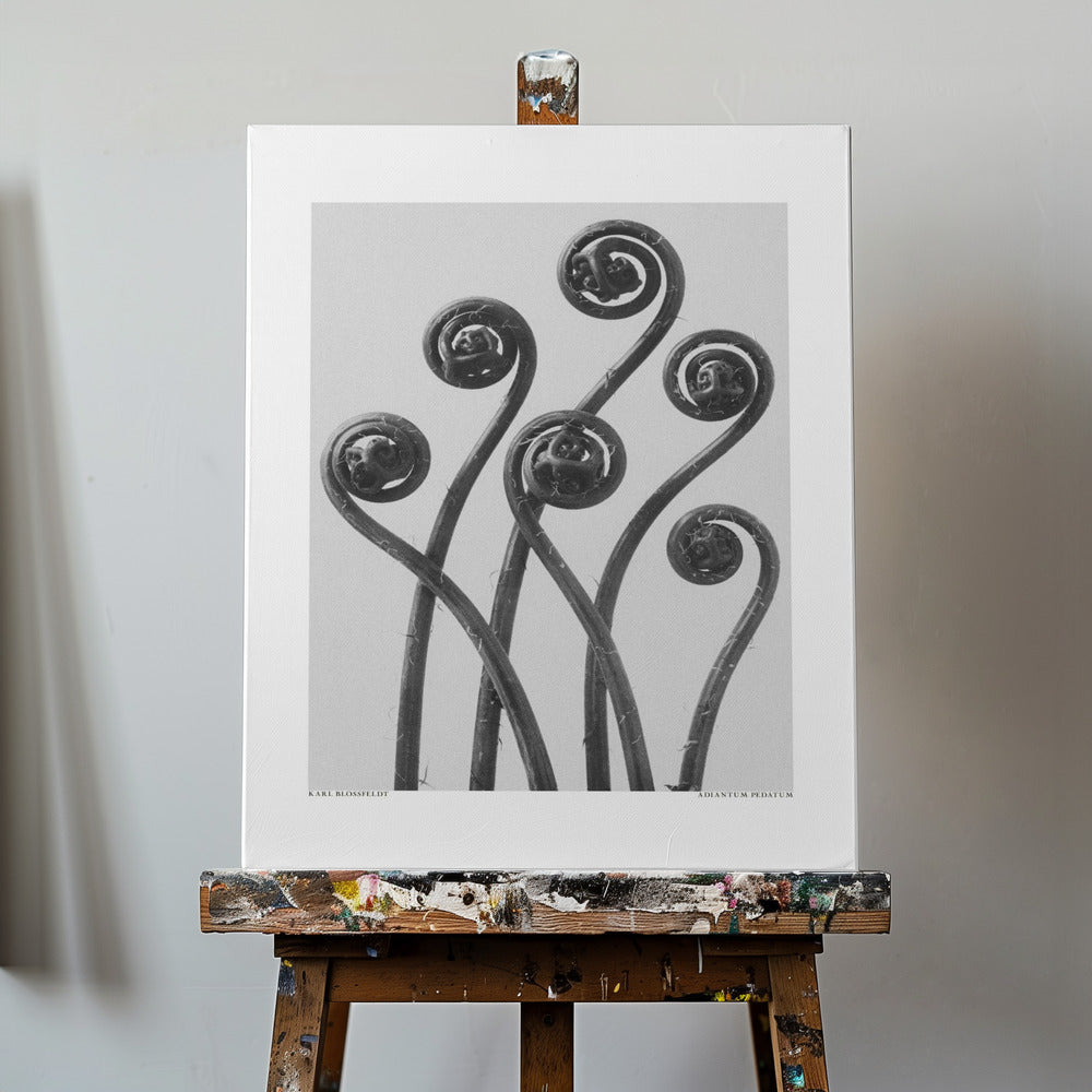 Adiantum pedatum | Canvas