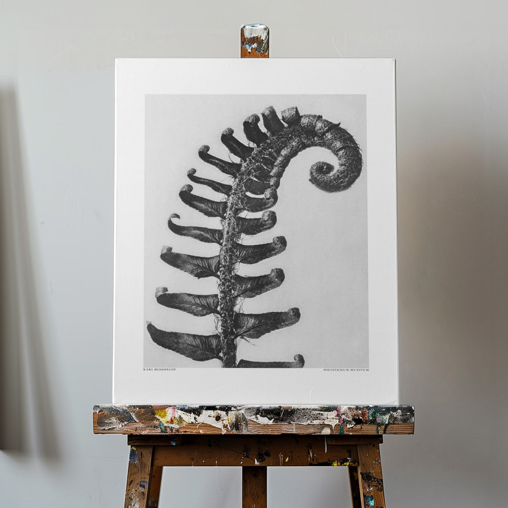 Polystichum Munitum | Canvas