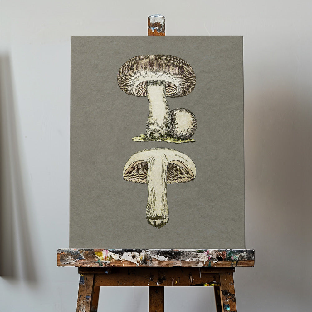 Fältsvamp | Canvas