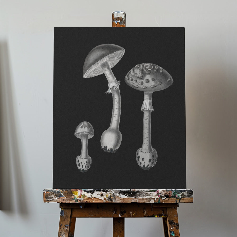 Amanita Muscaria svart bakgrund svartvit | Canvas