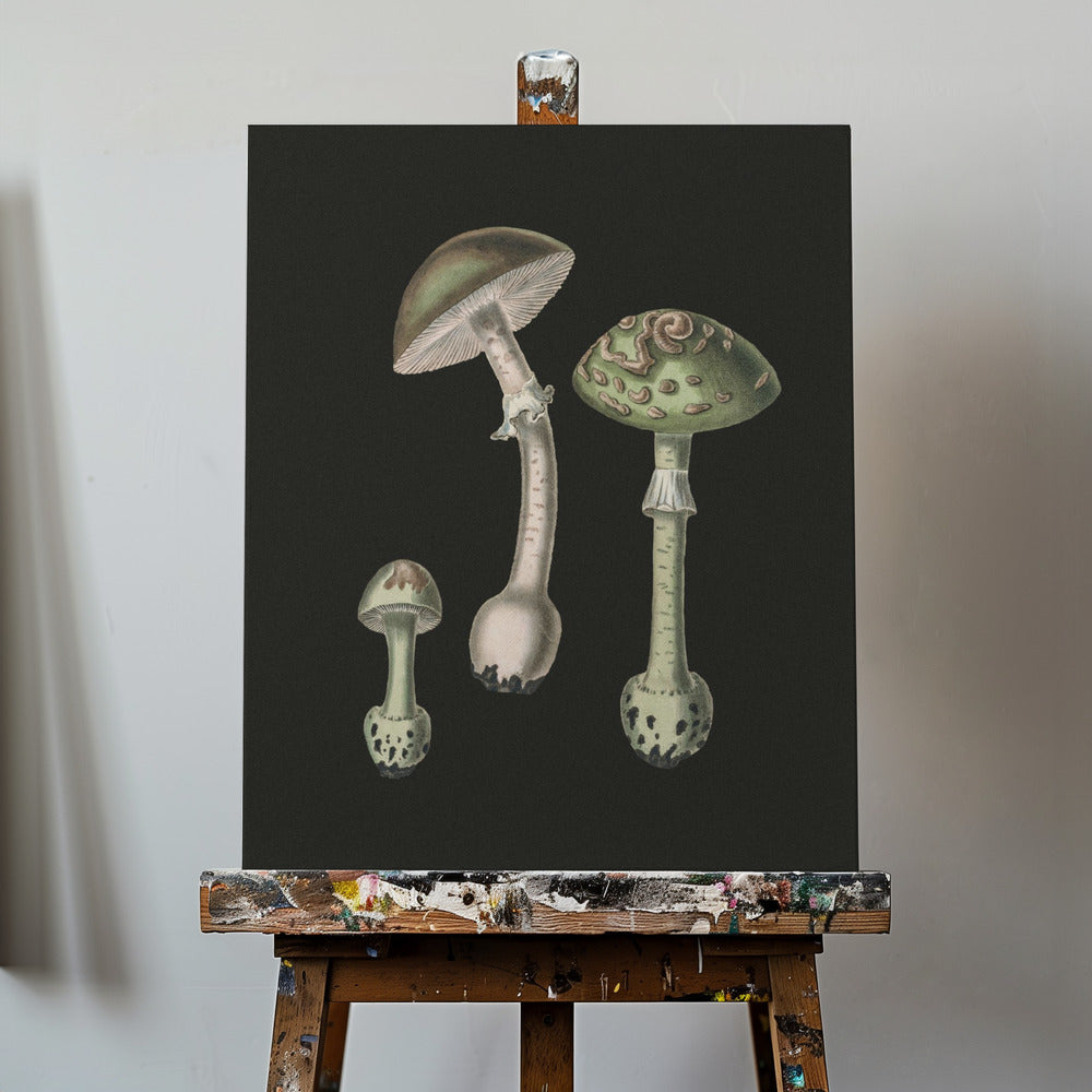 Amanita Muscaria mörk bakgrund | Canvas