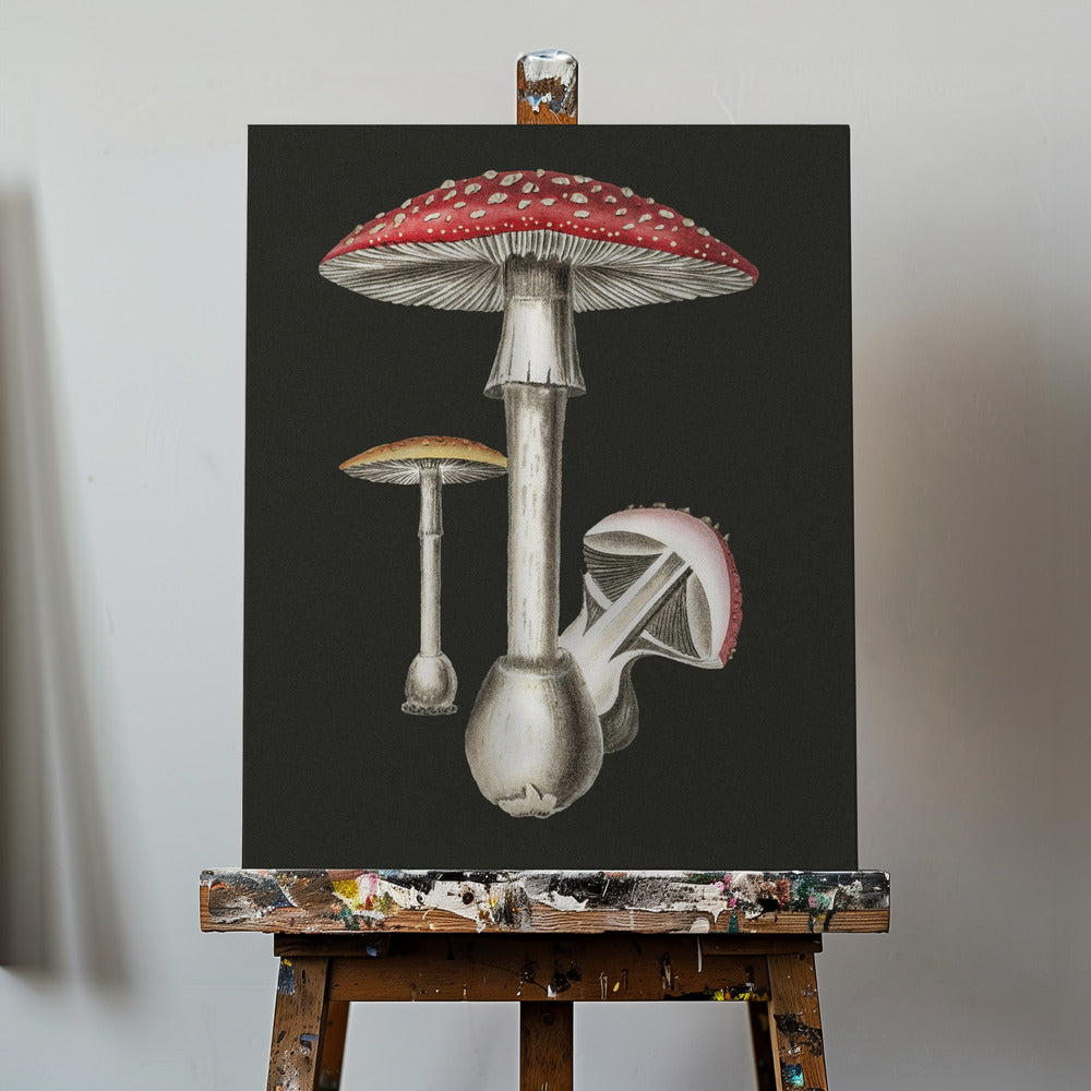 Amanita Muscaria mörk bakgrund | Canvas