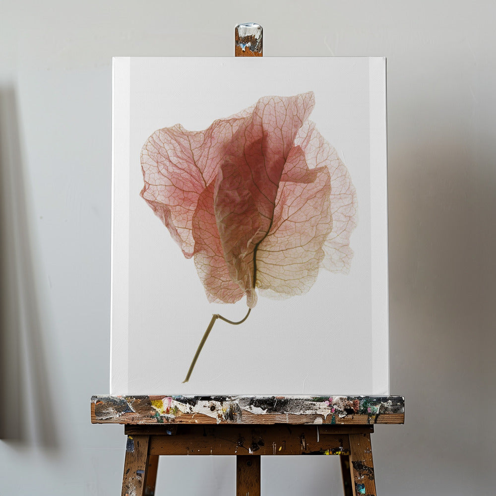 Bougainvillea Study No4 | Canvas